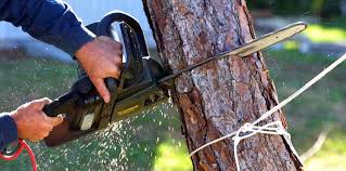 Trusted Nolensville, TN Tree Removal Experts