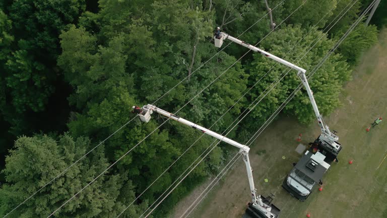 Best Tree Removal  in Nolensville, TN