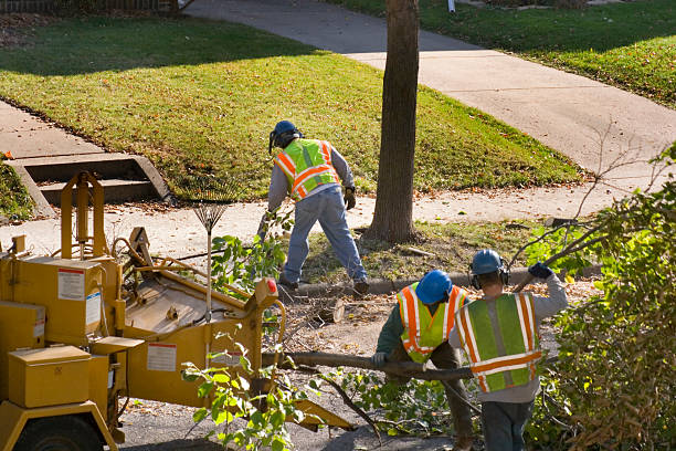Best Tree and Shrub Care  in Nolensville, TN