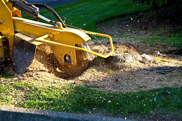 Best Lawn Grading and Leveling  in Nolensville, TN