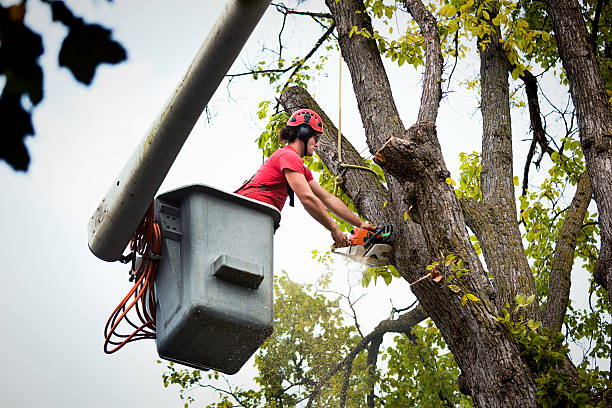Best Mulching Services  in Nolensville, TN